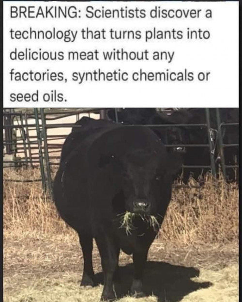 Cow meat plant