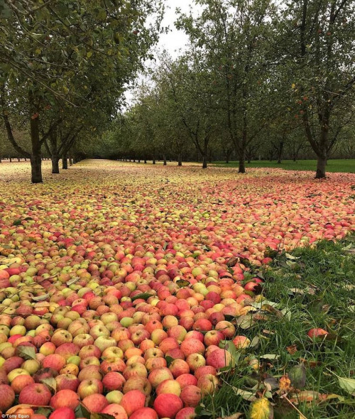 Apples after Storm Ophelia