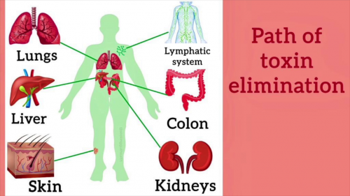 Human detox system