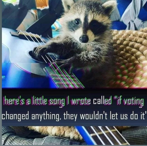 Raccoon voting song